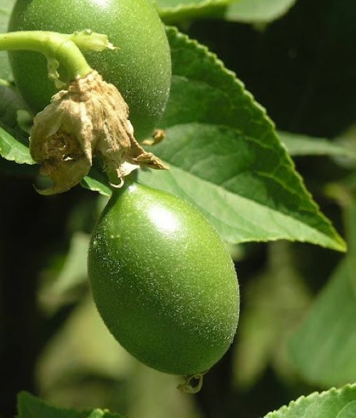 ~~MAYPOP PASSIFLORA~~Starter Plant~~Passiflora Incarnata~~BUTTERFLY HEAVEN!