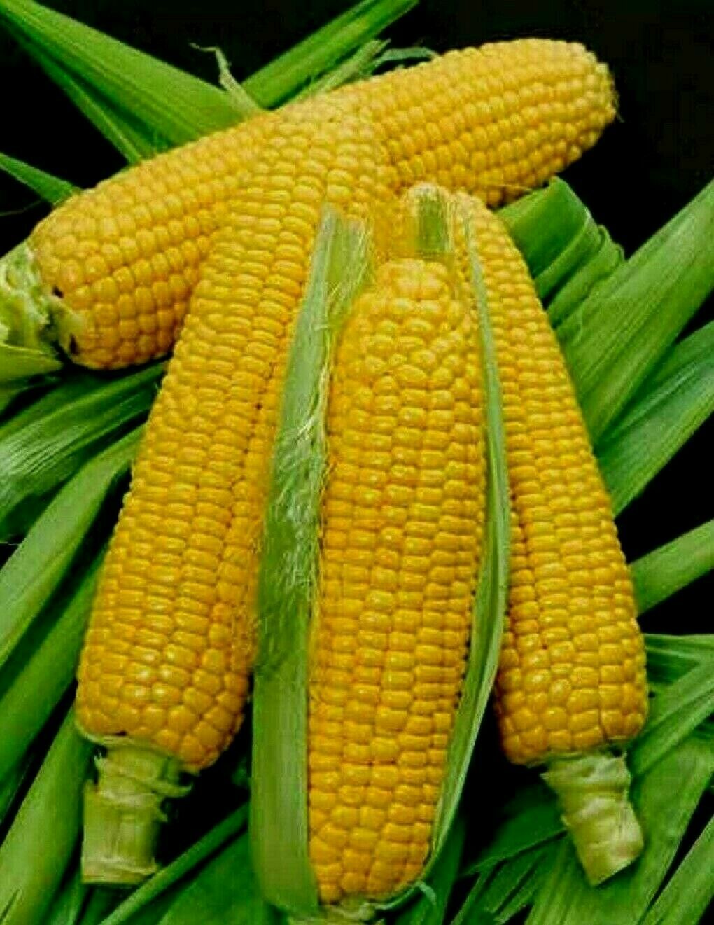 Golden Bantam Sweet Corn Seeds, NON-GMO, ORGANIC, HEIRLOOM