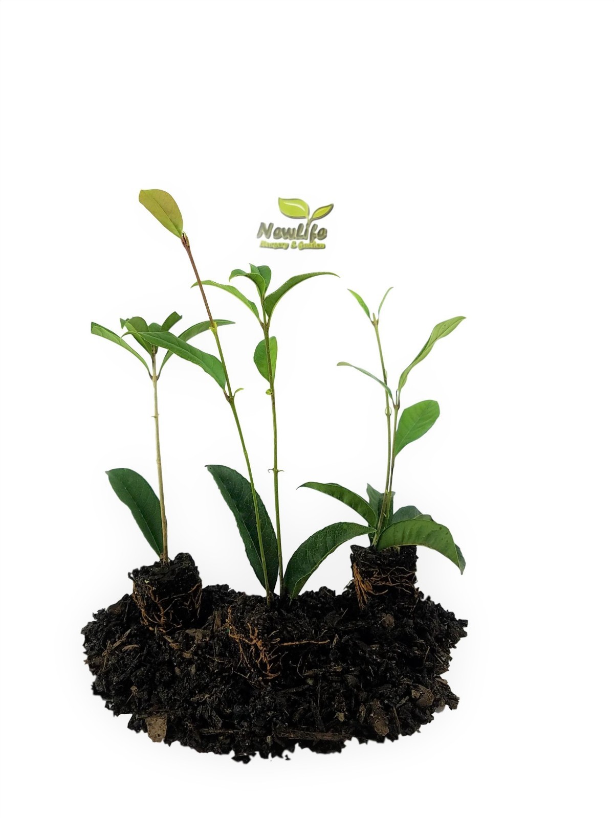 ( 1 ) – Yellow Flowering Fragrant Tea Olive ( osmanthus ) – Starter Plant ( L4 )