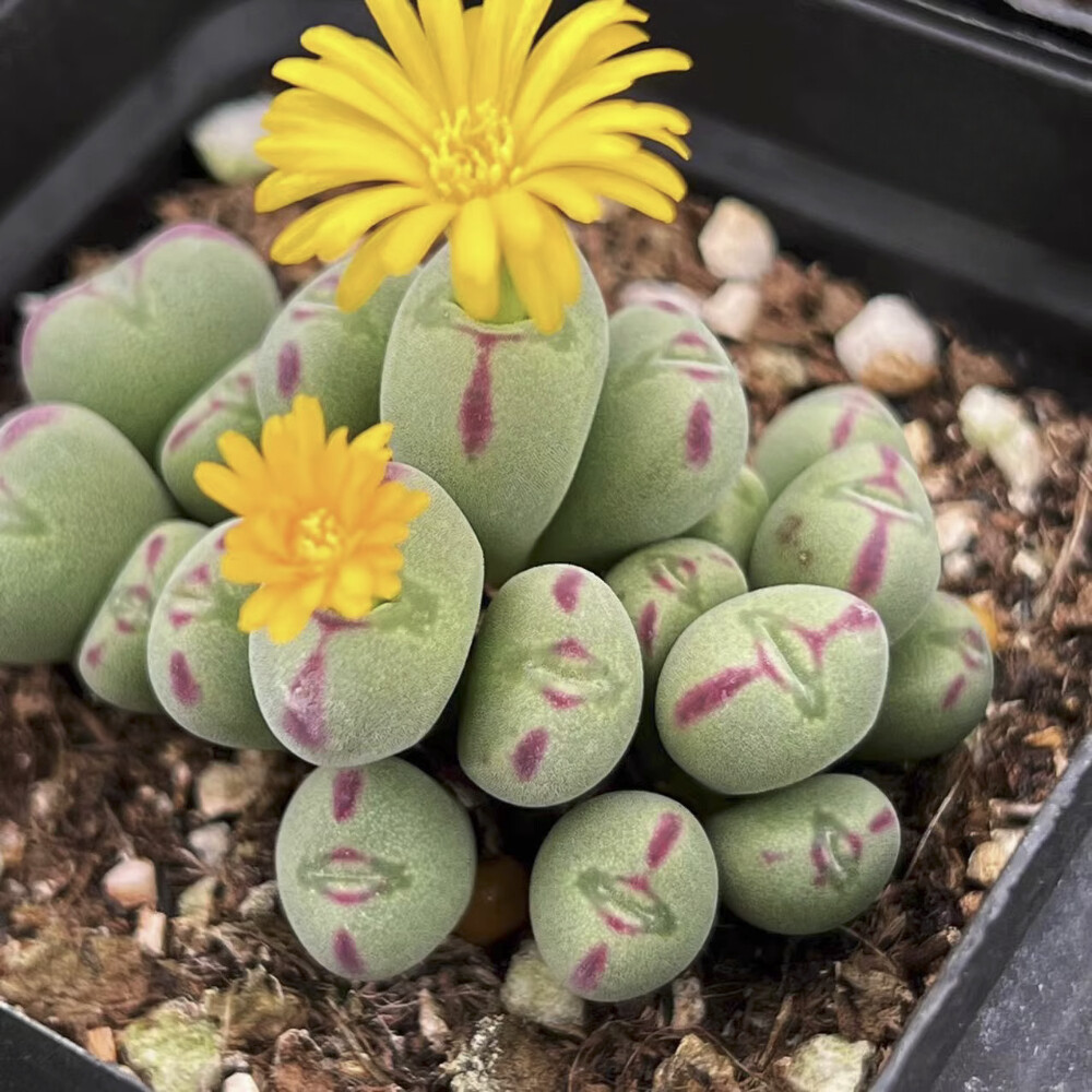5CM Succulent Plant Conophytum Maughanii Aizoaceae (more than 20 Heads)Beautiful