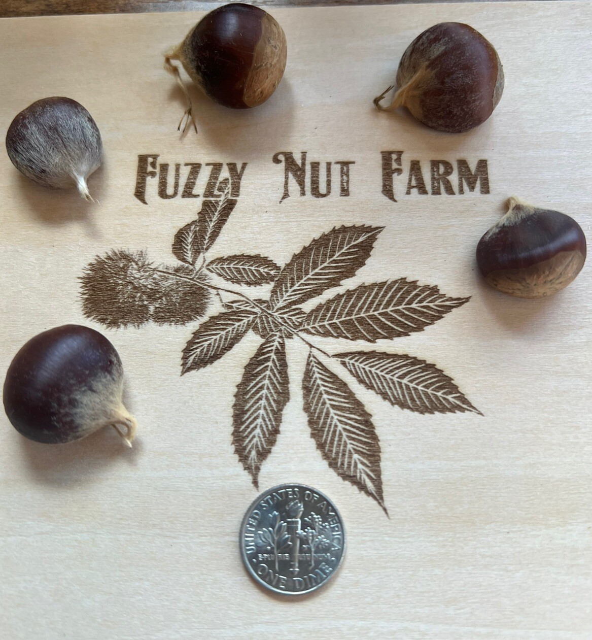 100% American Chestnut. 2025 harvest. Verified By The ACF. 5 Per Order