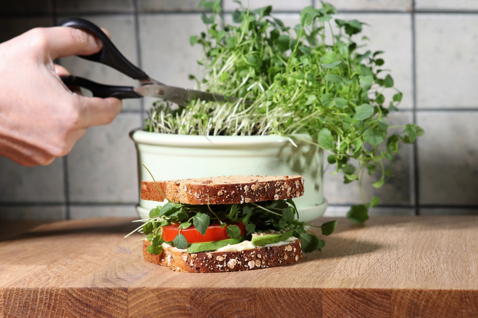 Organic Broccoli MICROGREEN Seeds | Heirloom | Non-GMO | Seeds for Sprouting
