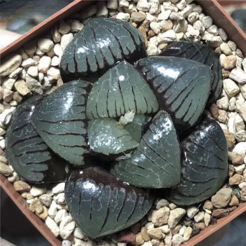 5CM Succulent Plant Haworthia Comptioniana Sun Moon Lake Liliaceae Home Garden