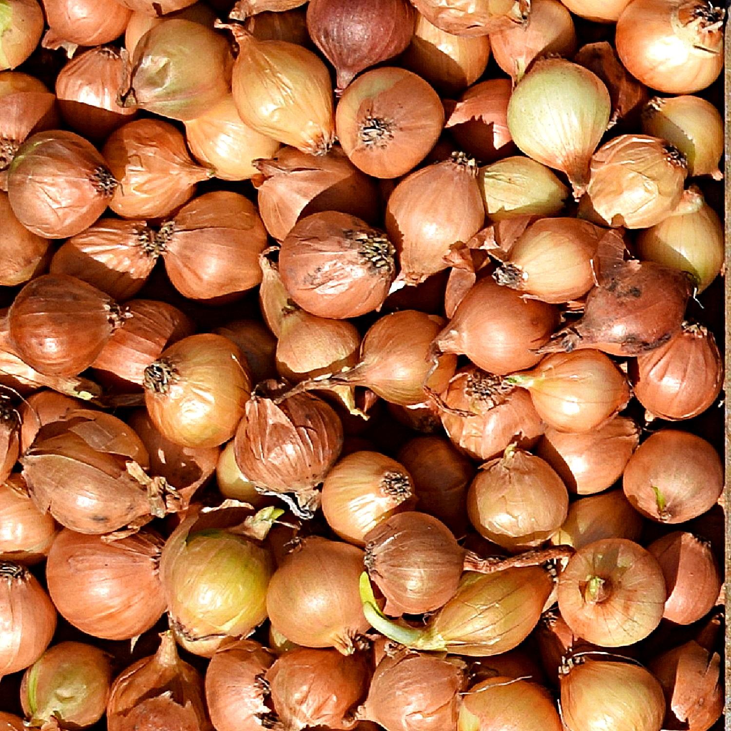 Onion Yellow Bulb Sets 100 Plant Bulbs, Easy to Grow