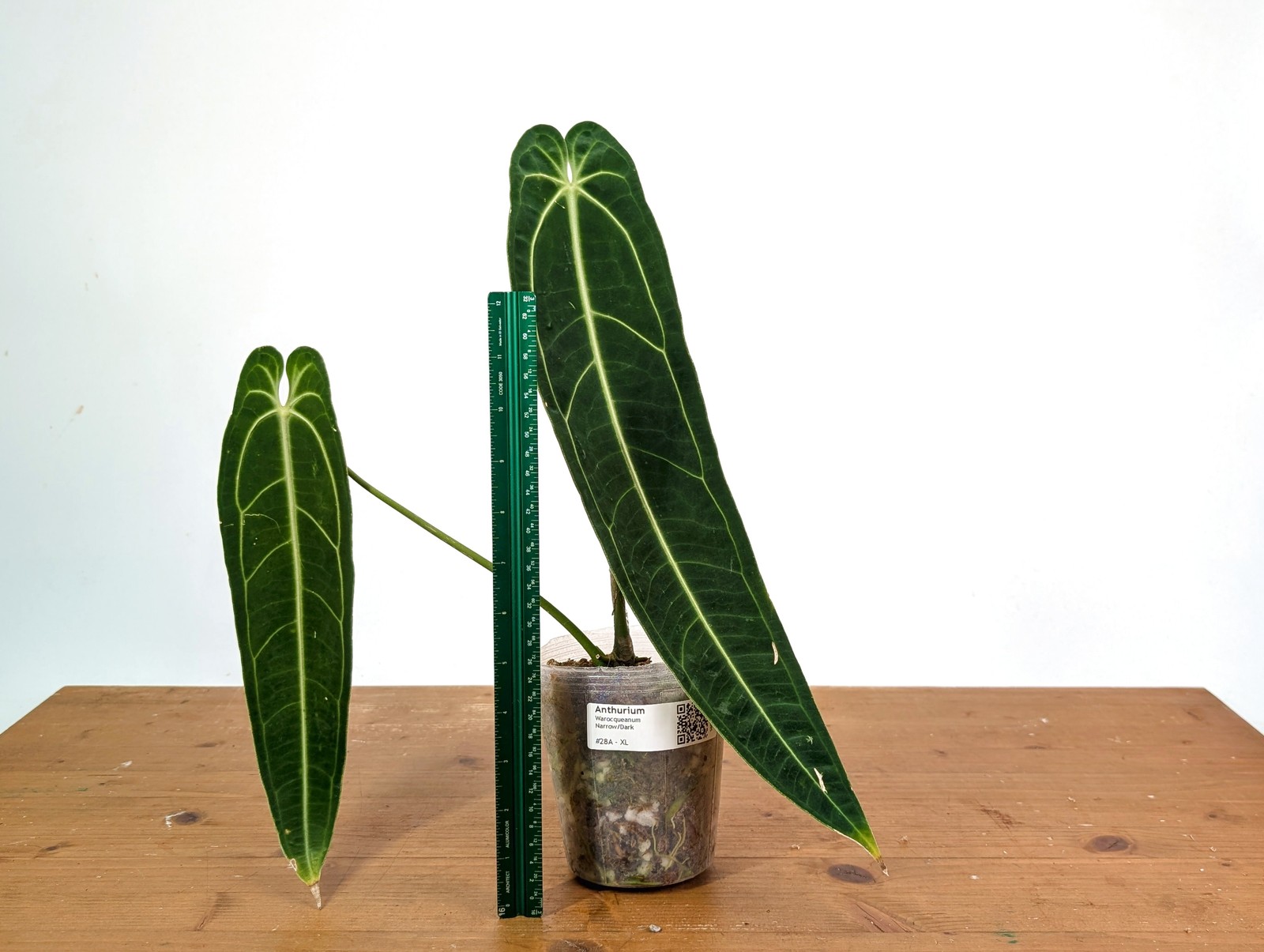Anthurium Warocqueanum – XL Mature Exact Plant Over 14″ Tall – #28A