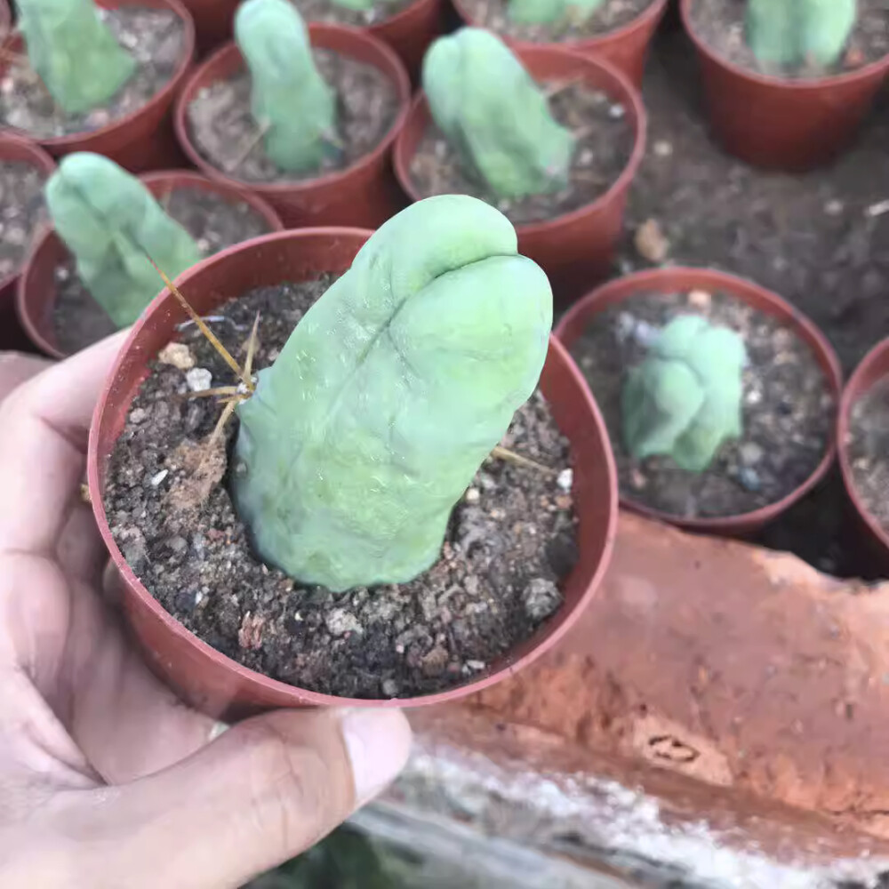 8CM Succulent Cactus Plant Eulychnia Castanea Male Sexy Cactaceae Home Garden