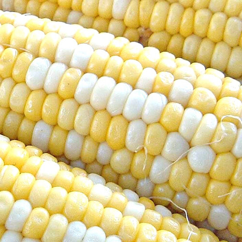 Peaches & Cream Corn Seeds | 25 – 2,500 Seeds Hybrid Bicolor Sweet Non-GMO 1108