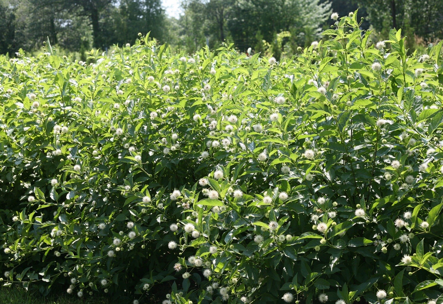 Buttonbush (Cephalanthus occidentalis)—200 seeds ($3.00)