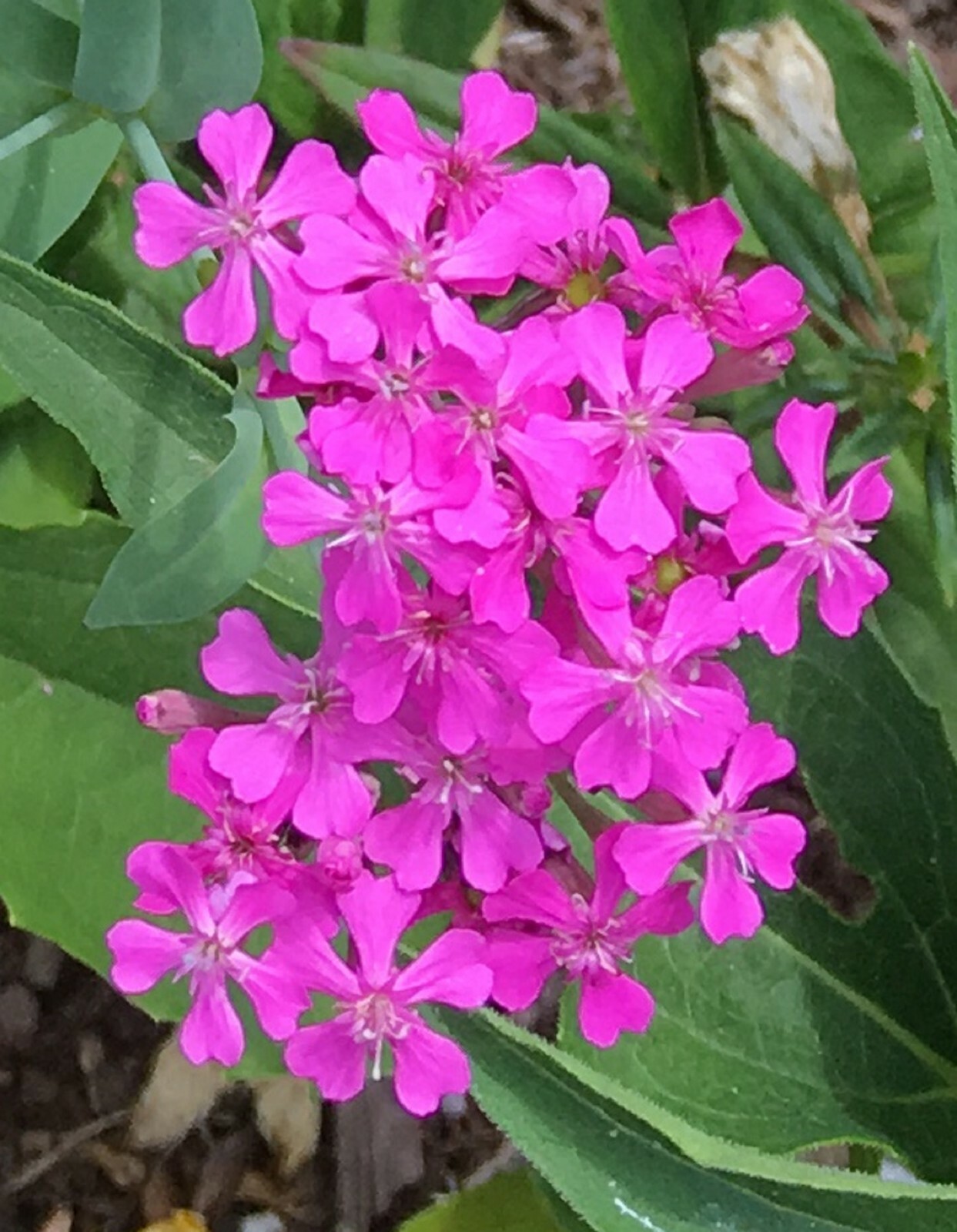 25 None so Pretty (Silene armeria) or Catchfly Seeds