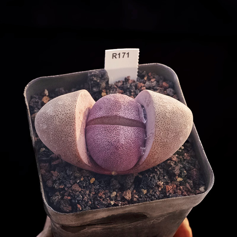 4-5CM Succulent Plant Pleiospilos Nelii Schwantes（Purple）Aizoaceae Home Garden.