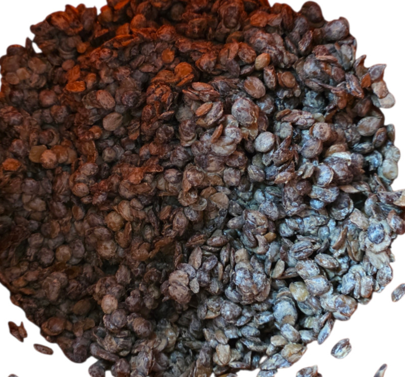 Fresh Irú Locust Beans 16OZ container Stone Free/100% money back guaranteed