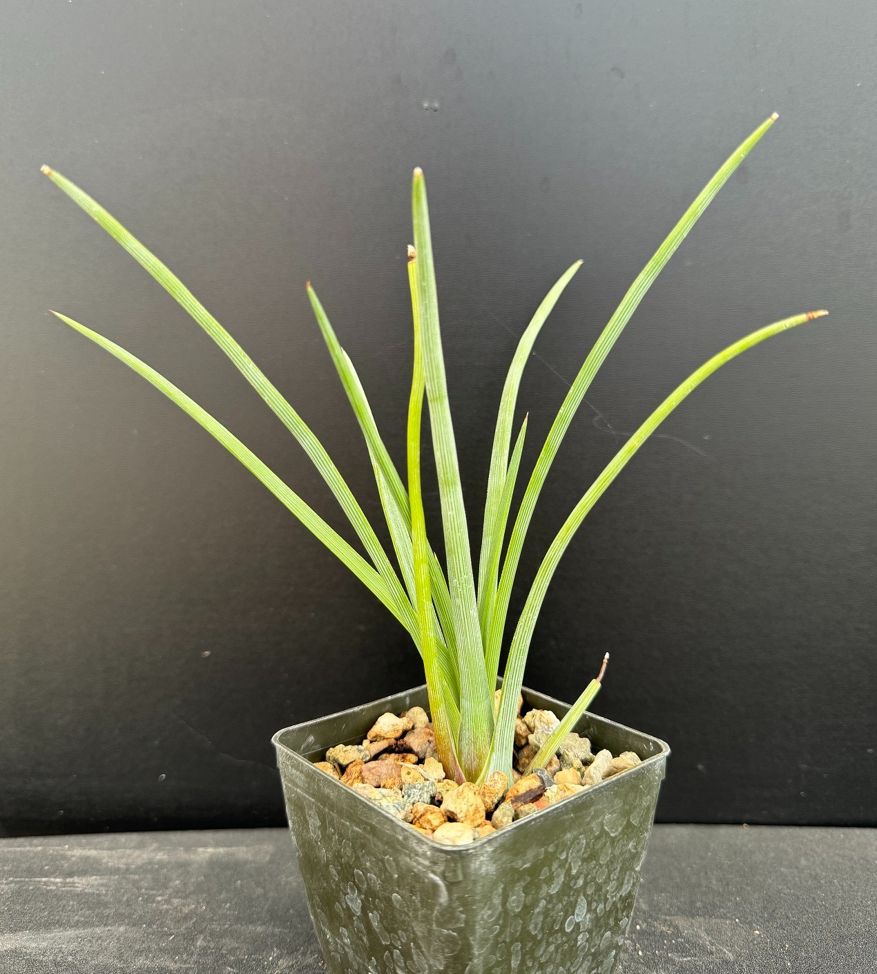 Agave gracielae SLENDER-LEAVED AGAVE Rare Succulent Well Rooted Plant – 2.5″ pot