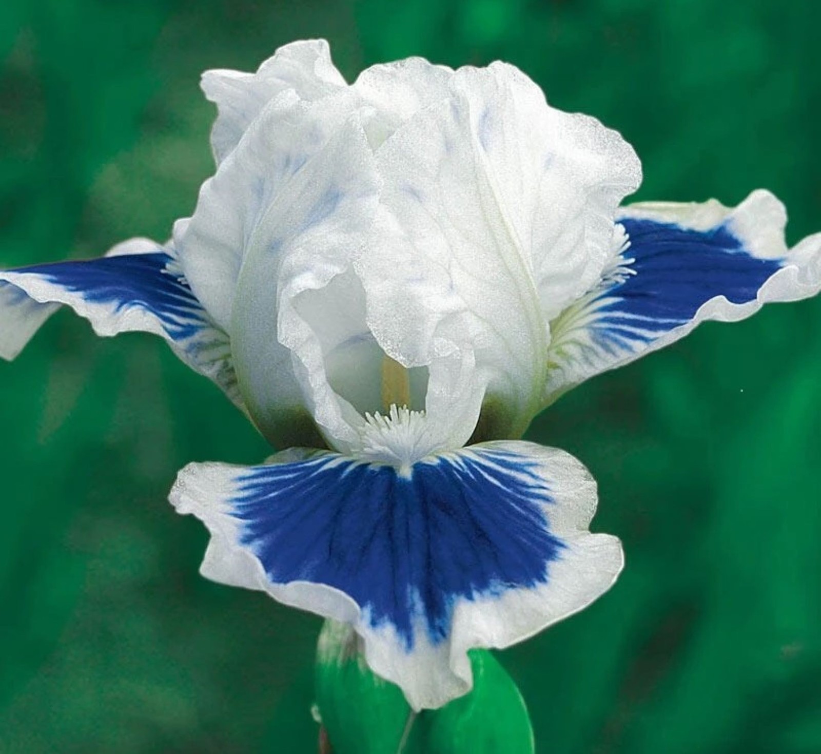 50 Iris Flower Seeds Much Less Money Than Bulbs..
