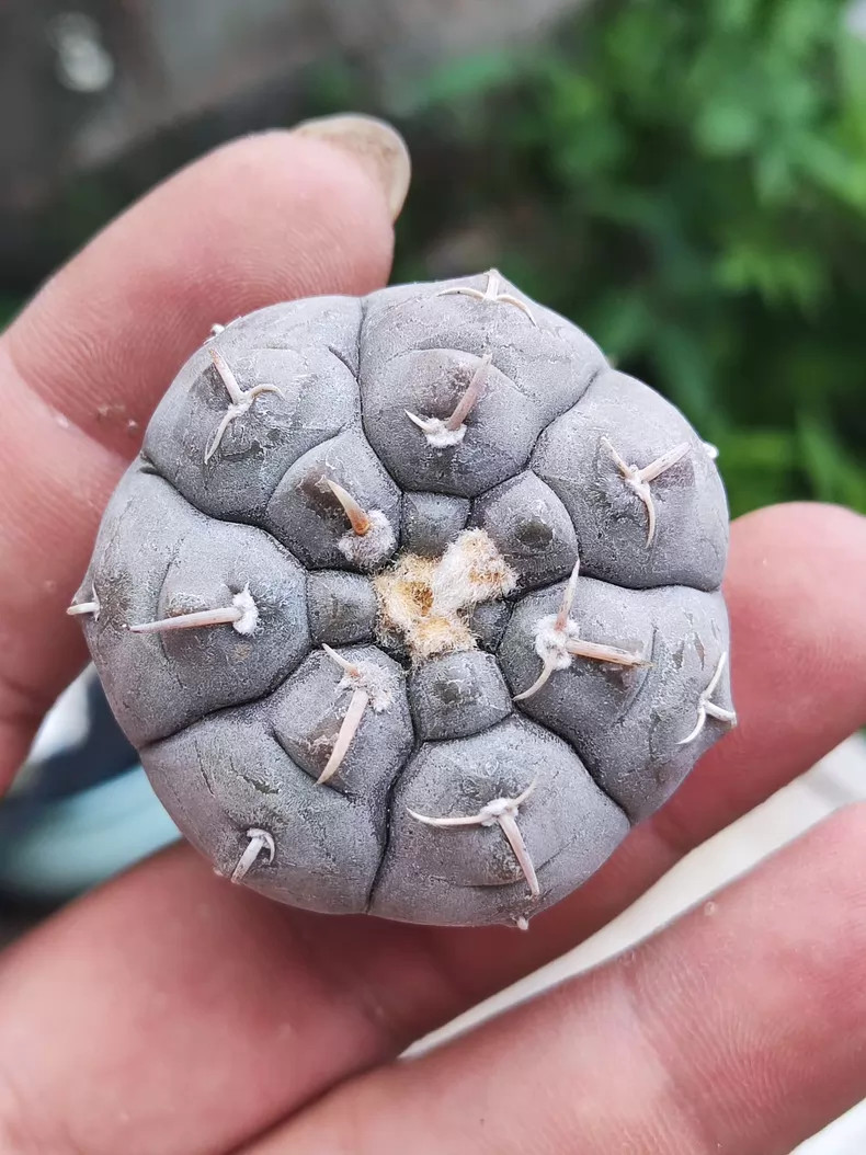 1Pieces 4-5cm Seedling Gymnocalycium Prochazkianum Beautiful Garden Cactis Plant