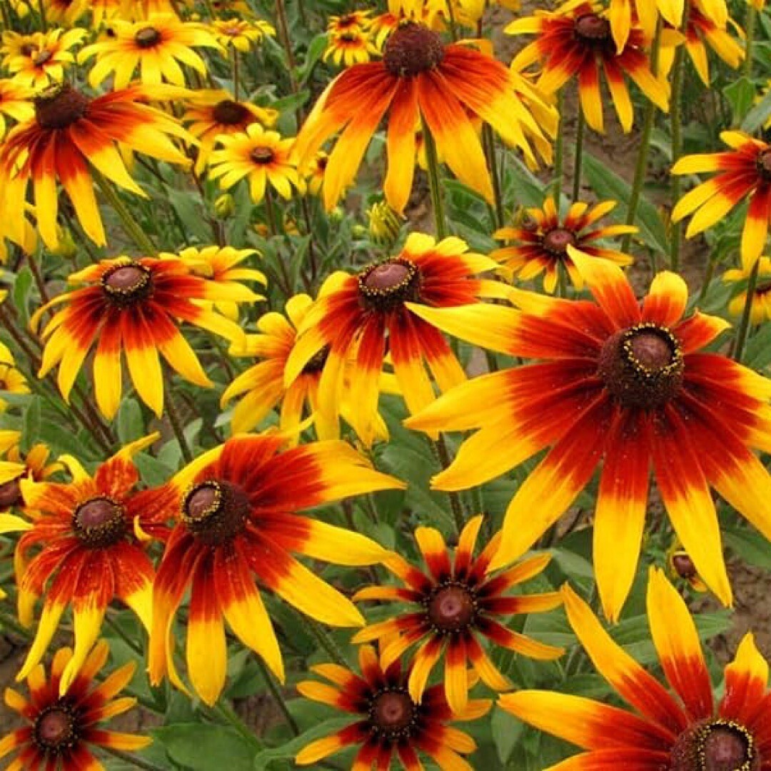 500++ Gloriosa Daisy Seeds – (Rudbeckia Hirta) | Attracts Butterflies USA SHIP