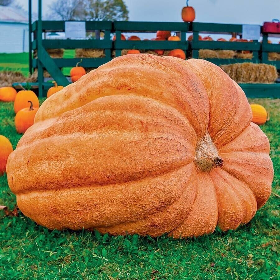 10 Dill’s Atlantic Giant Pumpkin Seeds – Heirloom —- WORLD RECORD — NON GMO