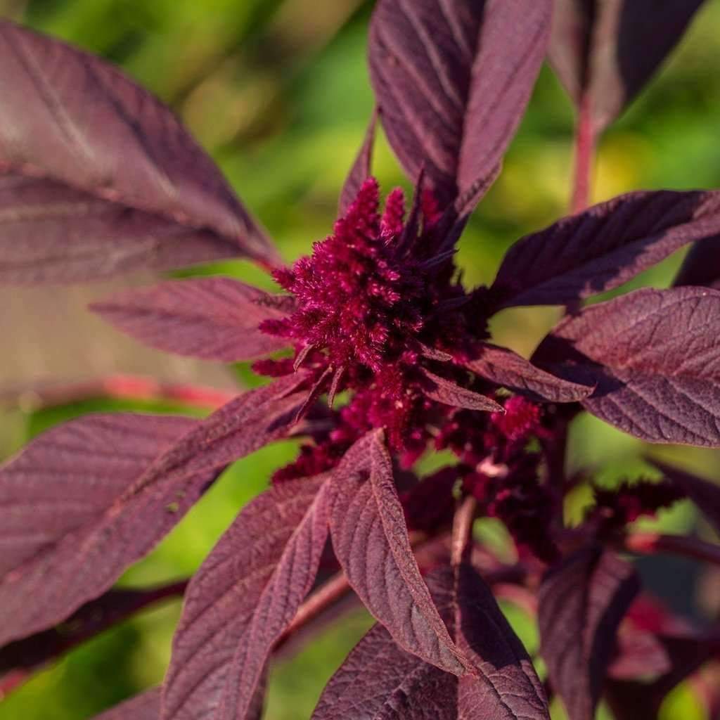 Red Garnet Amaranth Seeds, Kiwicha, NON-GMO, Variety Sizes, FREE SHIPPING
