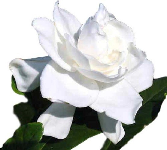 ( 1 ) – Summer Snow Gardenia® – Starter Plant ( 4L ) ( 1 live plant )