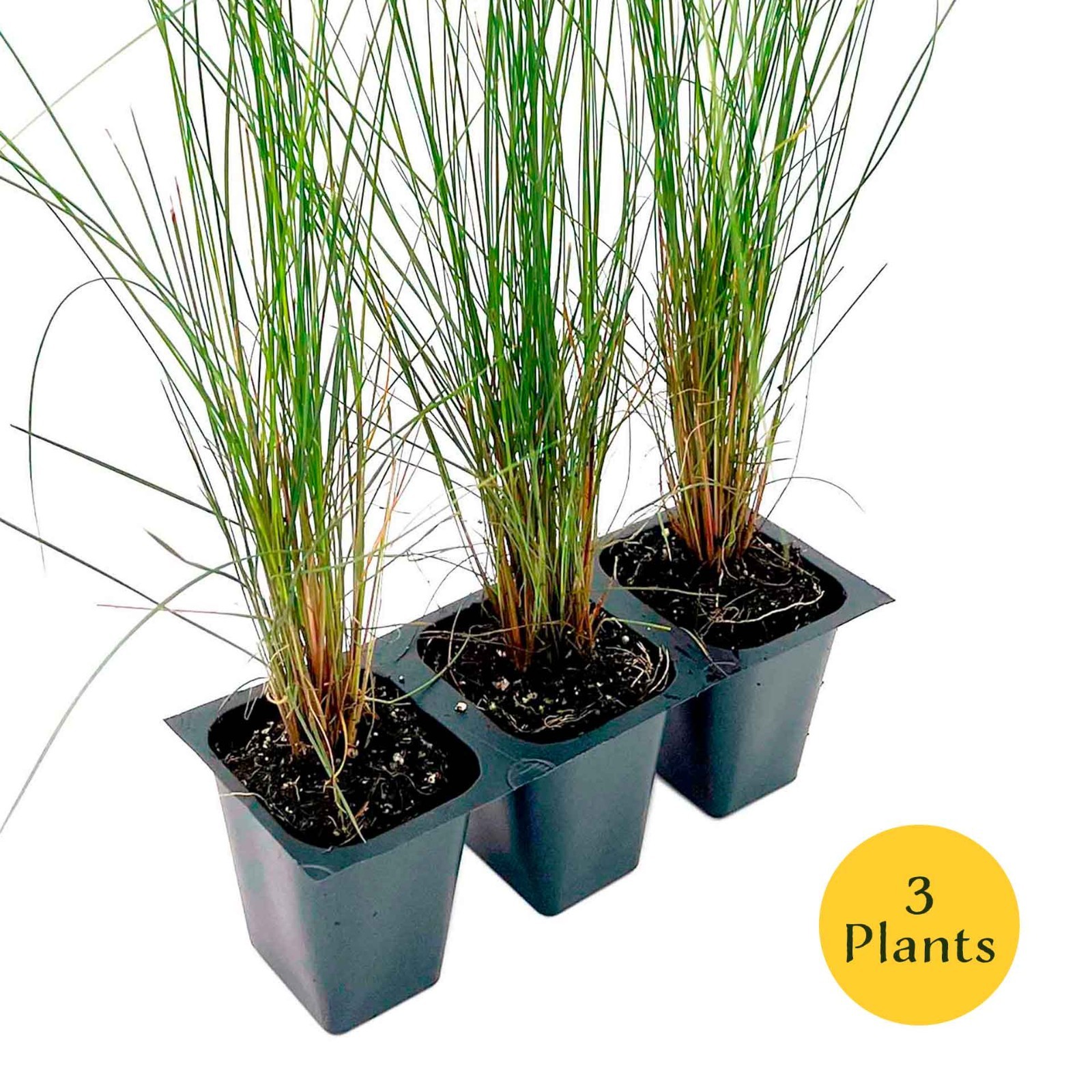 Pink Muhly Grass (Muhlenbergia capillaris) in 2.5” Nursery Cubes, Live Plants