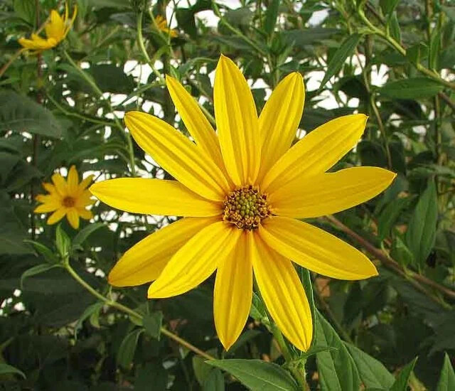 Jerusalem Artichoke – Organic Individual medium Tubers – AKA Sunchokes, Sunroot