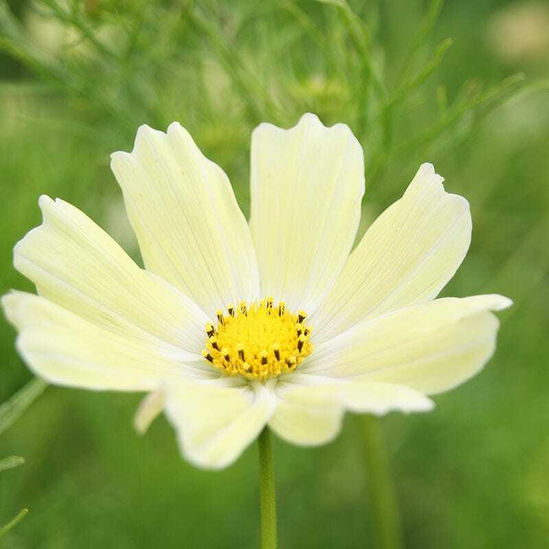 Cosmos SUNSET YELLOW Great Cut Flowers & Containers Non-GMO 100 Seeds