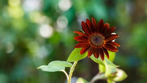 Red Vibrant Sunflower Seeds for Planting- Velvet Queen, Heirloom, Non GMO