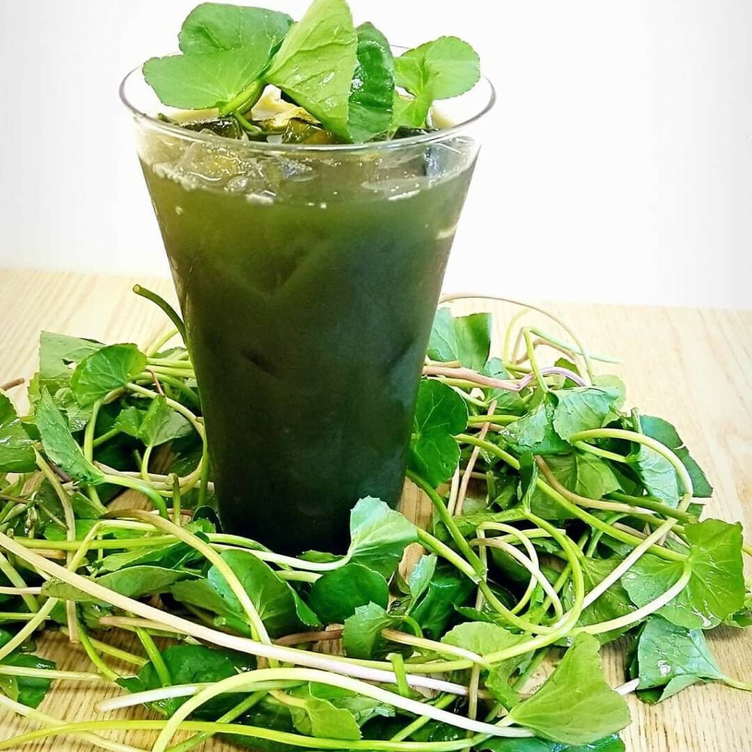 500+ Pennywort Seeds, Gotu Kola , Centella asiatica, Rau Ma seeds, Asian Vegies