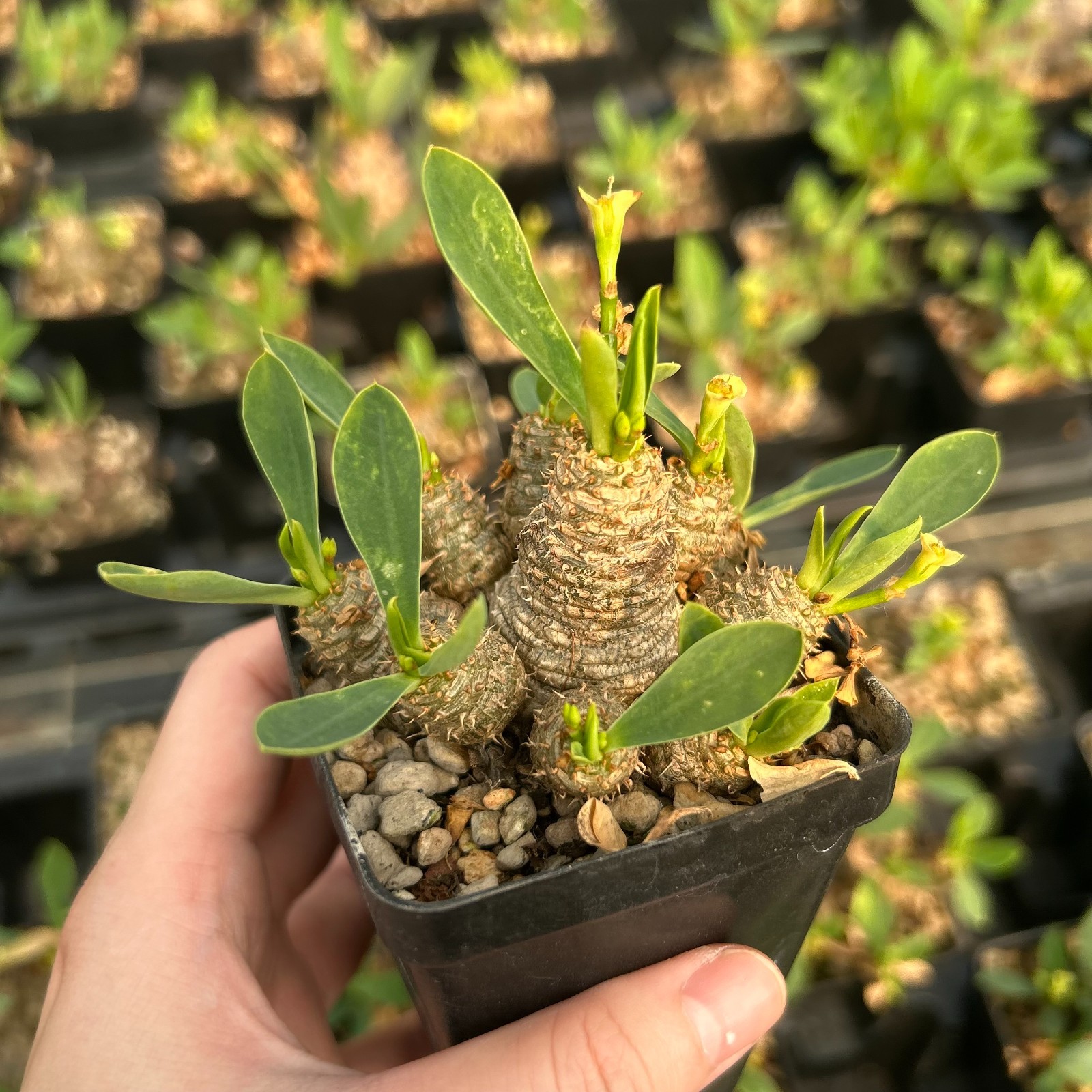 RareSucculent plant Euphorbia parvimedusae SeedGrown 5cm