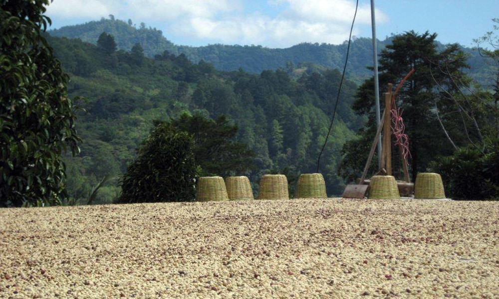 100% HAWAIIAN / KONA COFFEE BEANS MEDIUM ROASTED 2 / 12 POUNDS