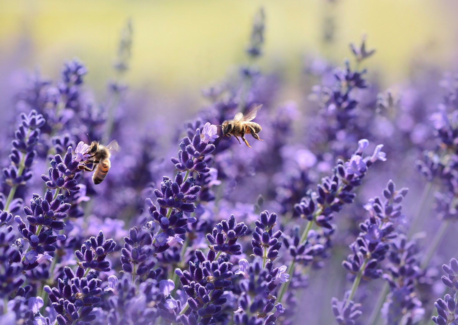 Lavender Seeds, Vera English, NON-GMO, Variety Sizes, FREE SHIPPING