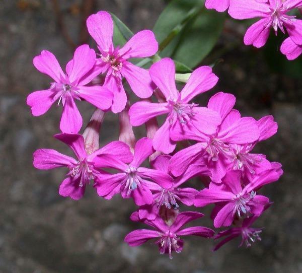Silene armeria | None-so-Pretty | Sweet William Catchfly | 1000 Seeds