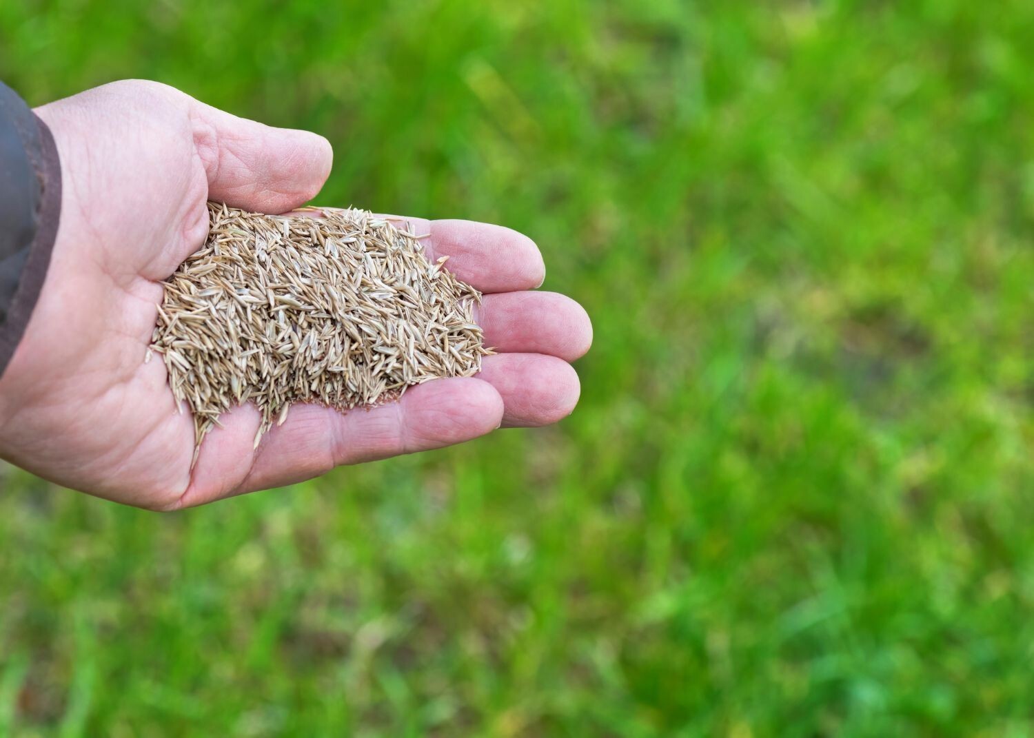 Annual Rye Grass 5.5 lbs Grass Seed Fast Growing Winter Fall Rye Grass FAST SHIP