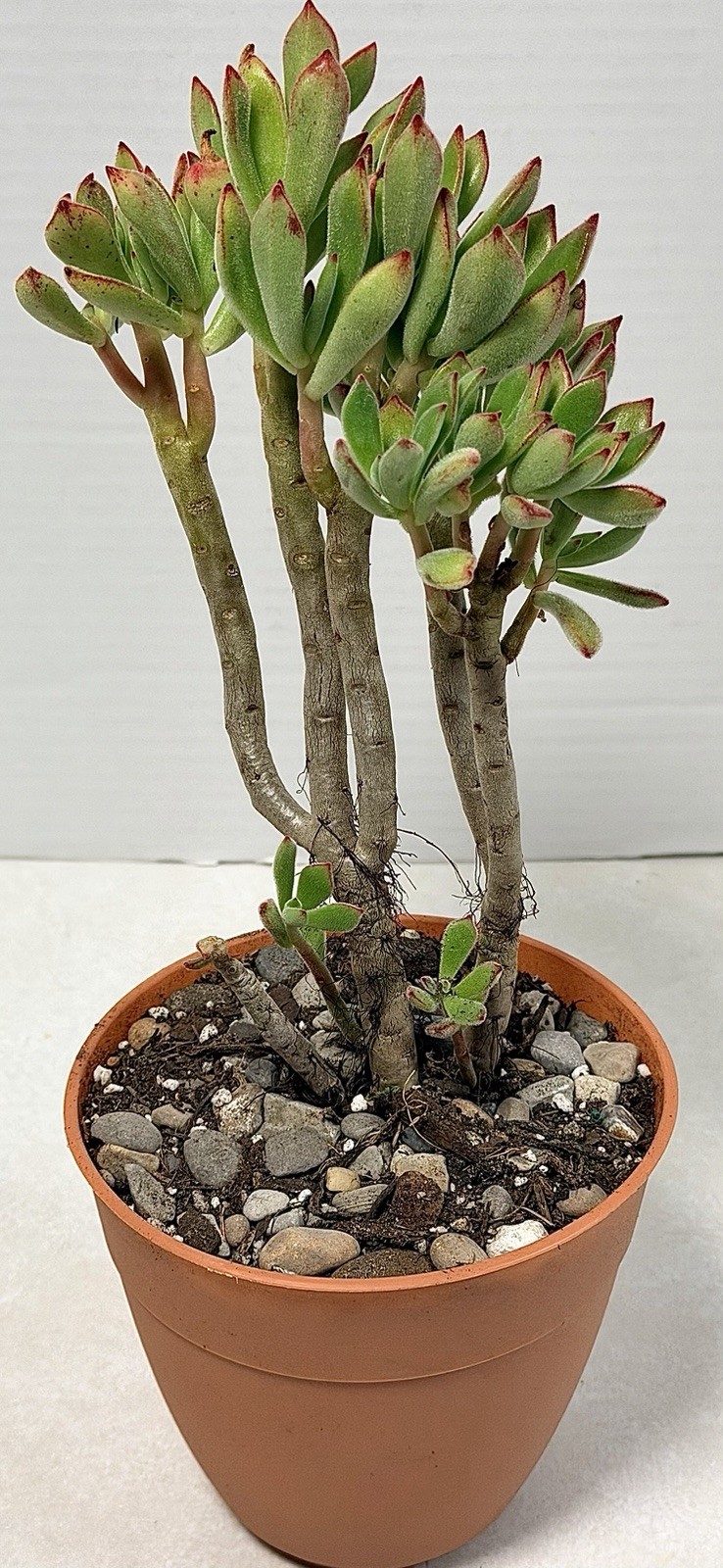 Gollum Jade Crassula Green/Red Broadleaf 5” Potted, Indoor Outdoor Full Sun in