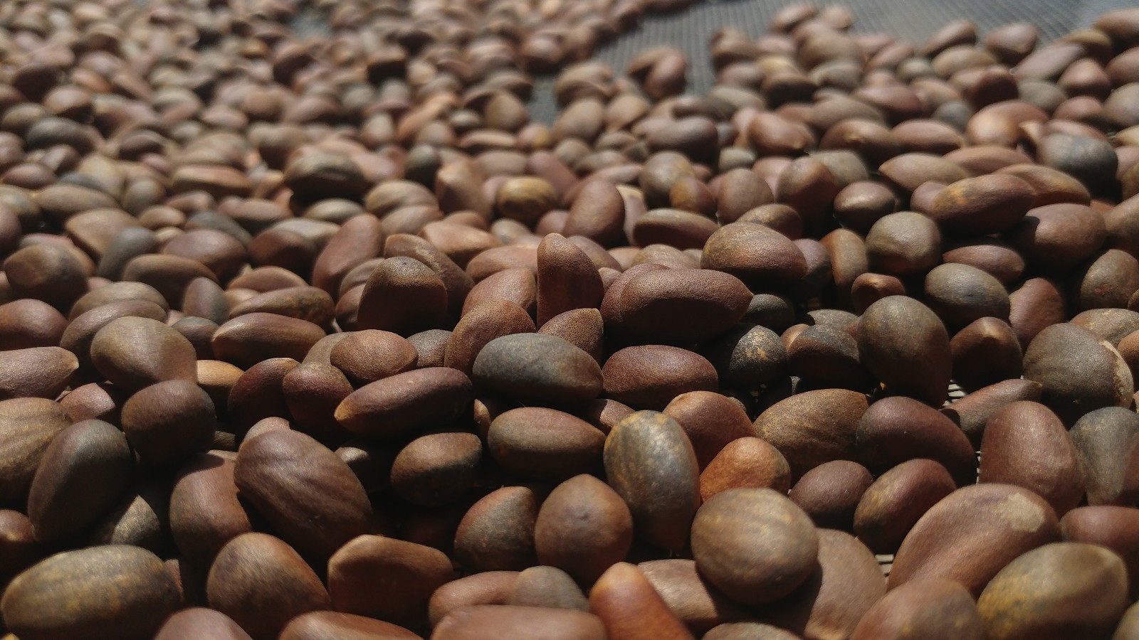 New Mexico Piñon Pine Nuts, 5lbs Raw Pinon | Navajo Nation, Zuni Mountains