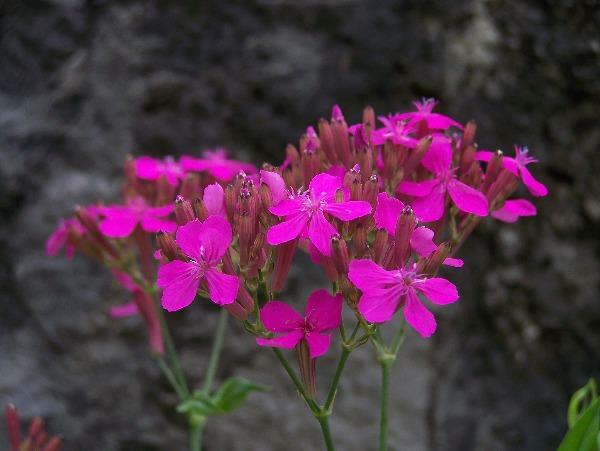 Silene armeria | None-so-Pretty | Sweet William Catchfly | 1000 Seeds