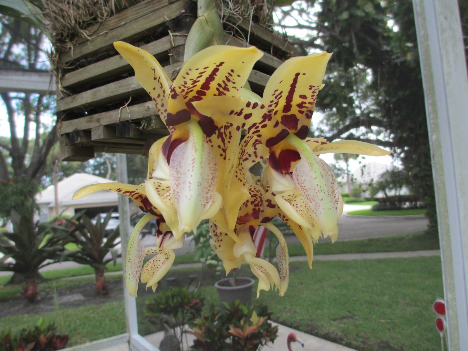 MONSTER STANHOPEA SPECIUM SEMI- UNKNOWN TILL YOU BUY IT..STORY FOR PROPAGATION