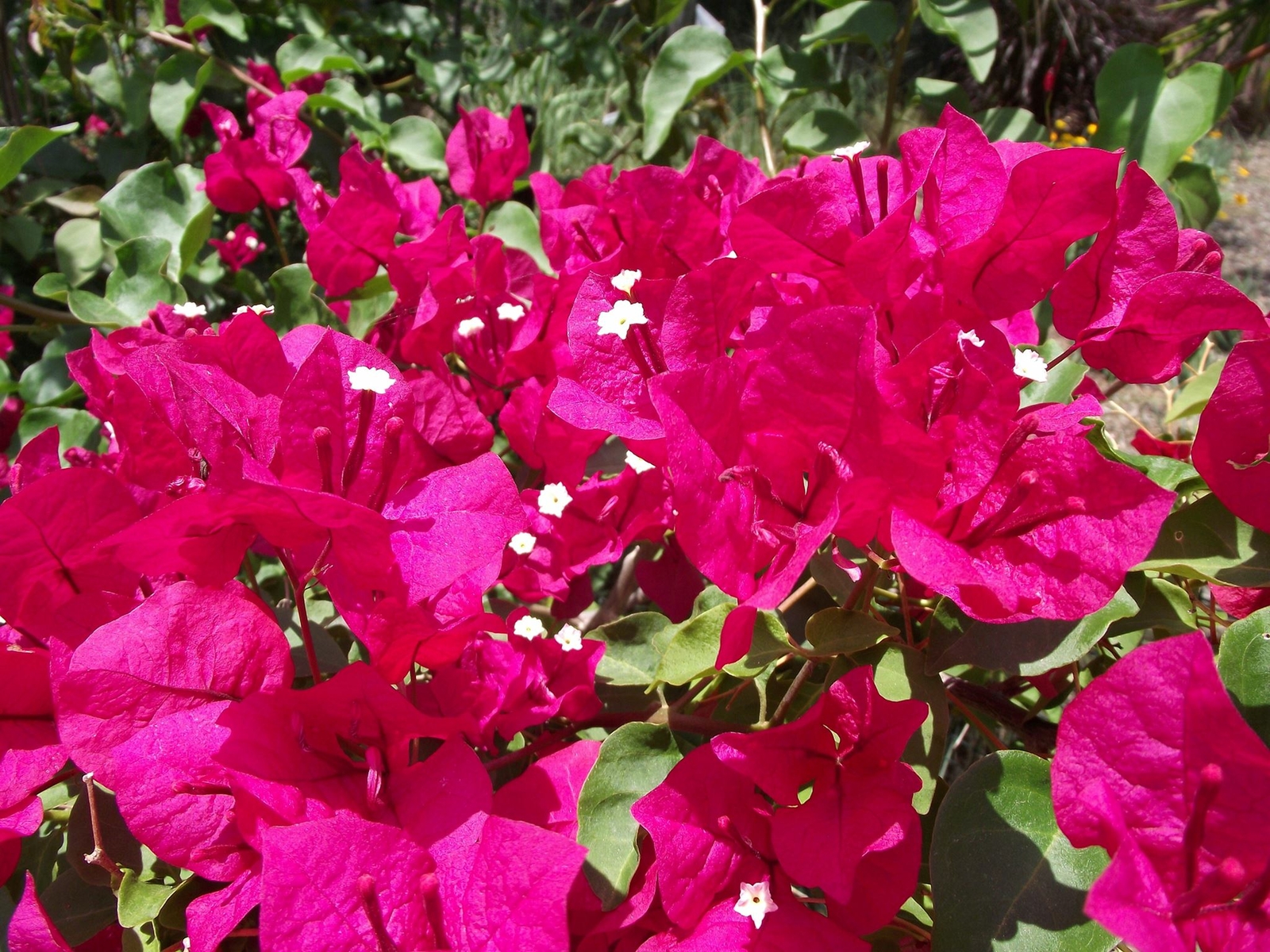 Bougainvillea – ‘Barbara Karst’