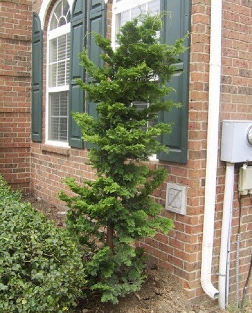 Slender Hinoki False Cypress – Live Plant – ( 2.5 QT )