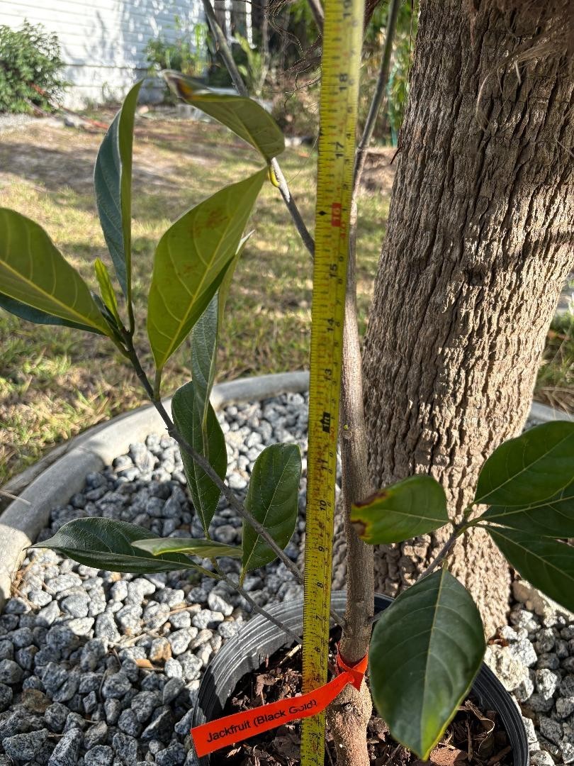 1 YEAR OLD GRAFTED BLACK GOLD JACKFRUIT TREE (A. HETEROPHYLLUS)