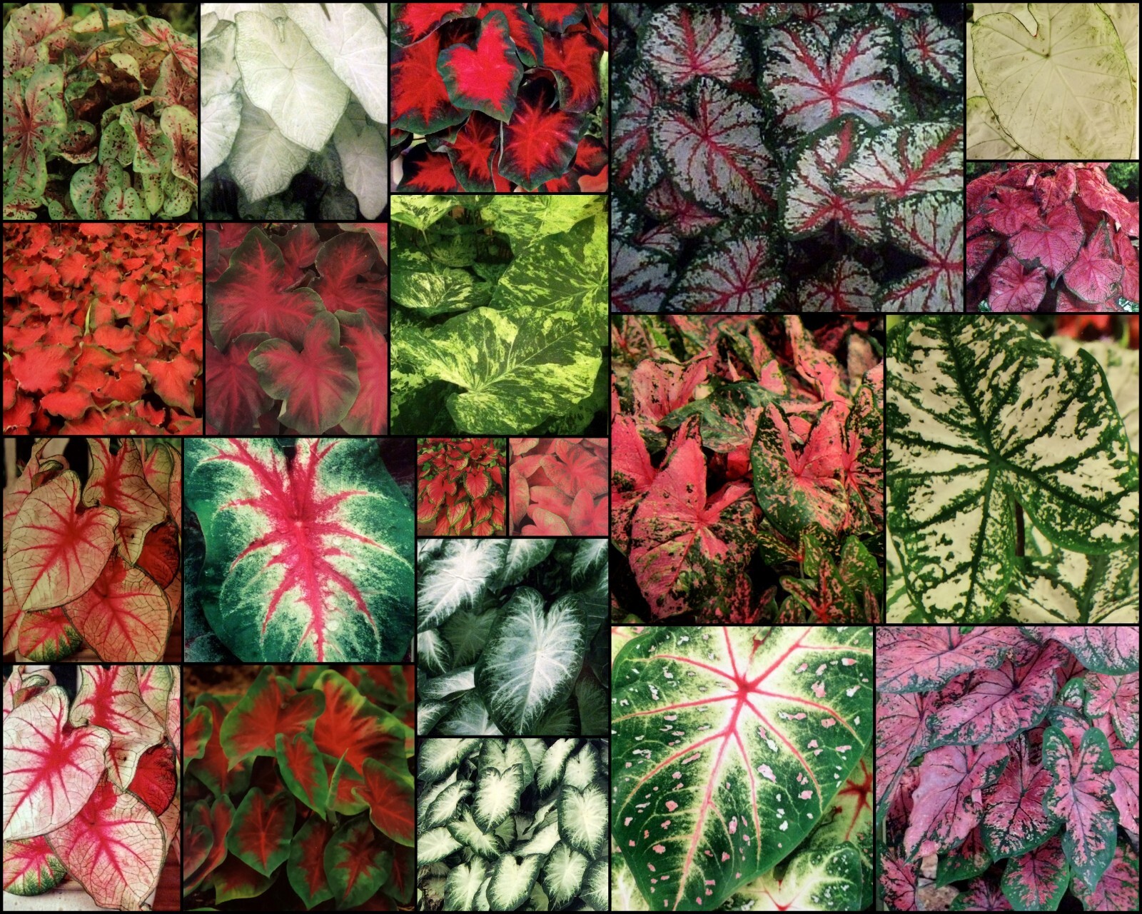 Fancy-Leaf Mix CALADIUM Bulbs~MIXED Colors~YOU CHOOSE QUANTITY~Red/Pink/White