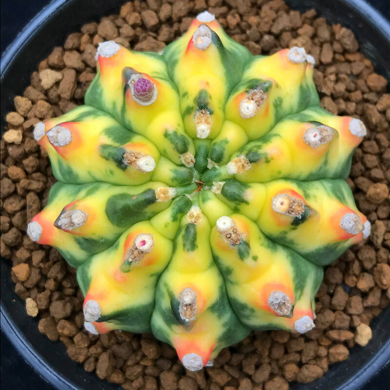4-5cm Gymnocalycium anisitii variegata cactus plants potted Plants Garden Bonsai