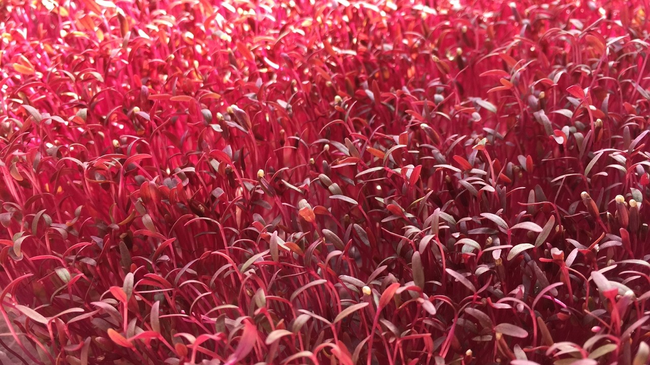 Red Garnet Amaranth Seeds, Kiwicha, NON-GMO, Variety Sizes, FREE SHIPPING