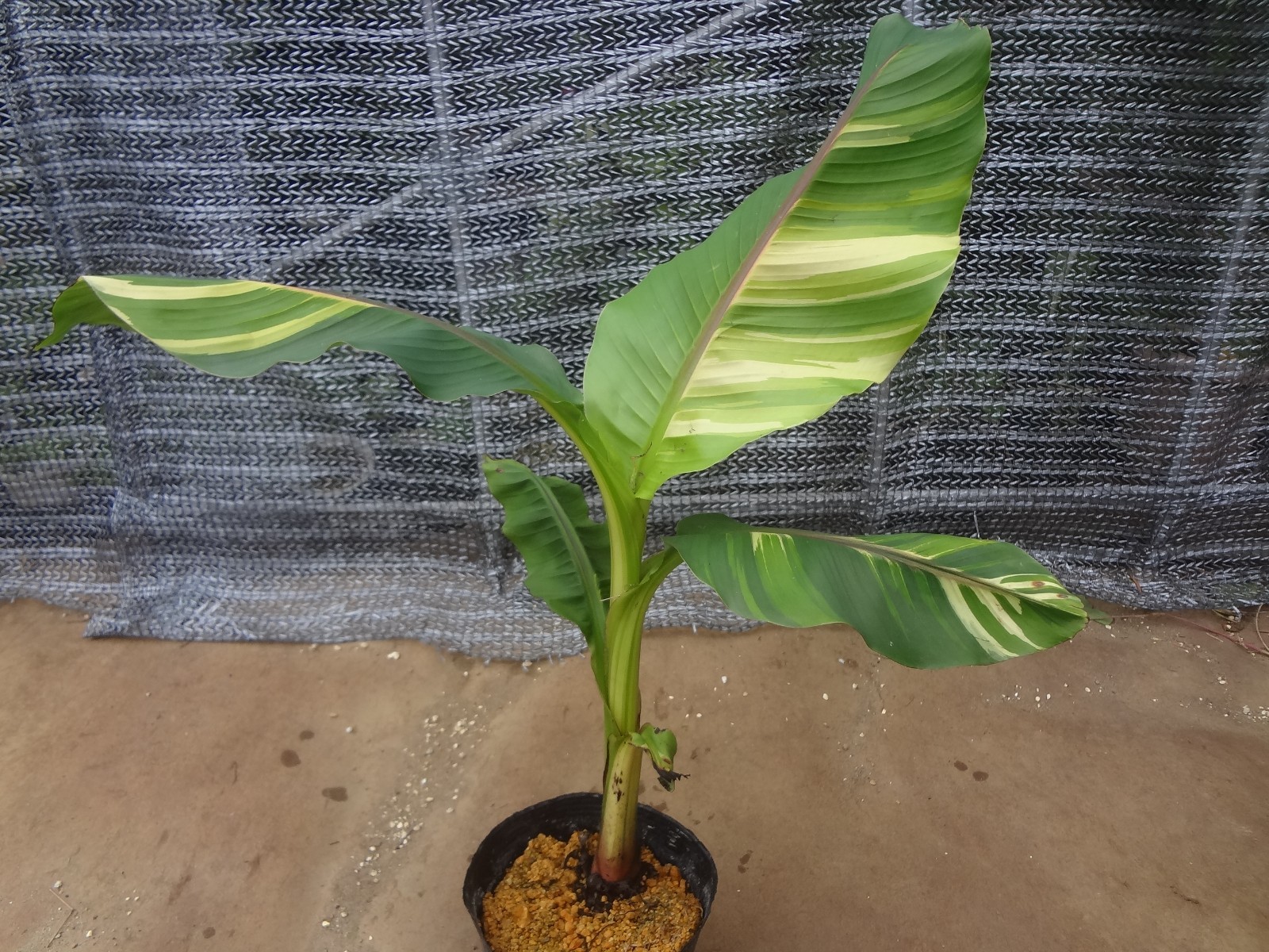 Musa basjoo variegated [Must read description] B
