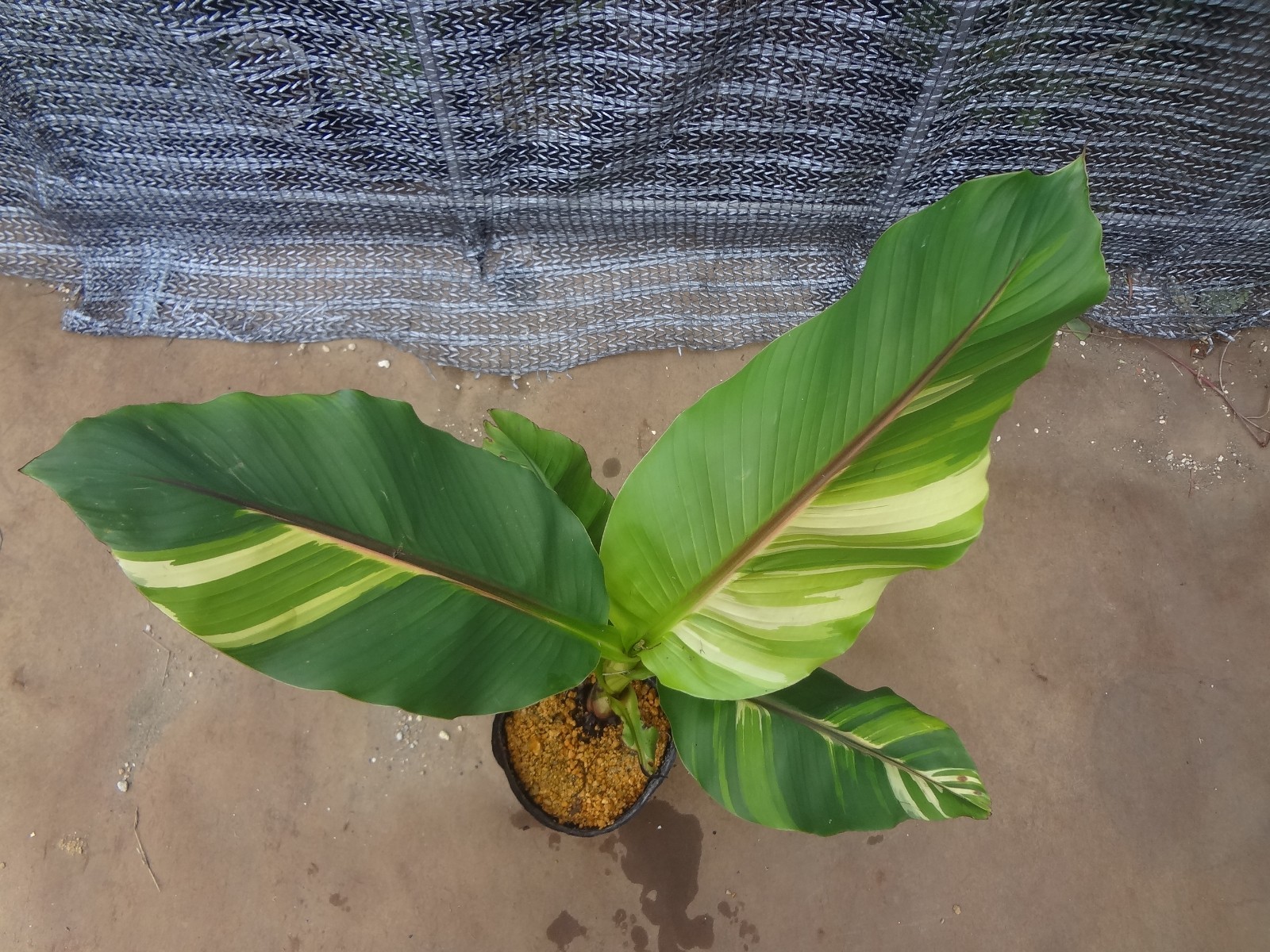 Musa basjoo variegated [Must read description] B