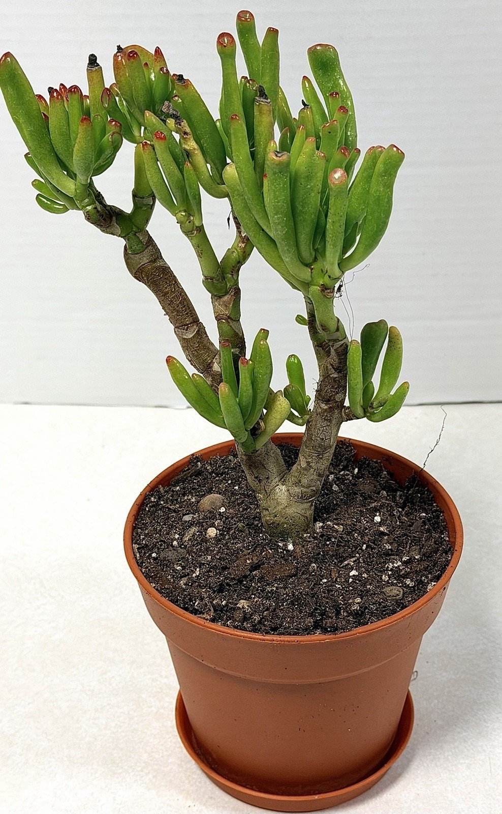 Gollum Jade Crassula Green/Red Broadleaf 5” Potted, Indoor Outdoor Full Sun in