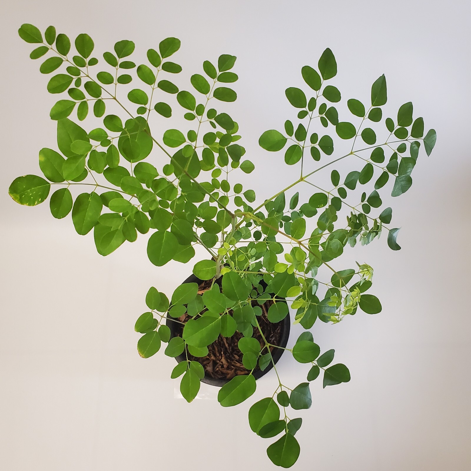 2-3ft Grown Moringa Oleifera Potted Tree 6 Months Old Nutritious Edible Leaves