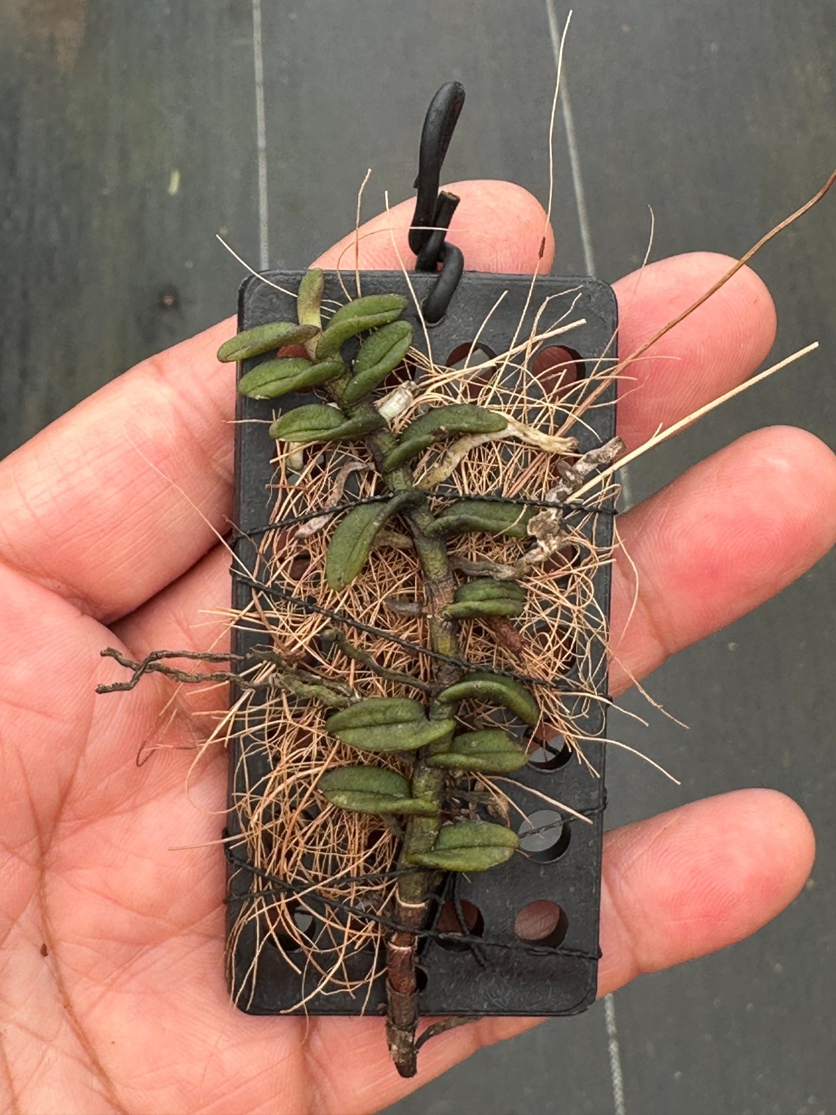 NEW VIETNAM SCHOENORCHIS SPECIES hangianae BS mounted