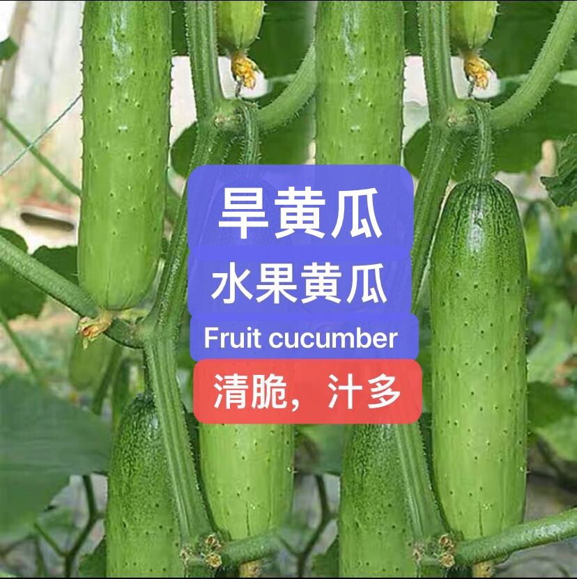 30+ Chinese Fruit Cucumber Seeds 30多粒中国水果黄瓜，旱黄瓜种子. 2023年新种子