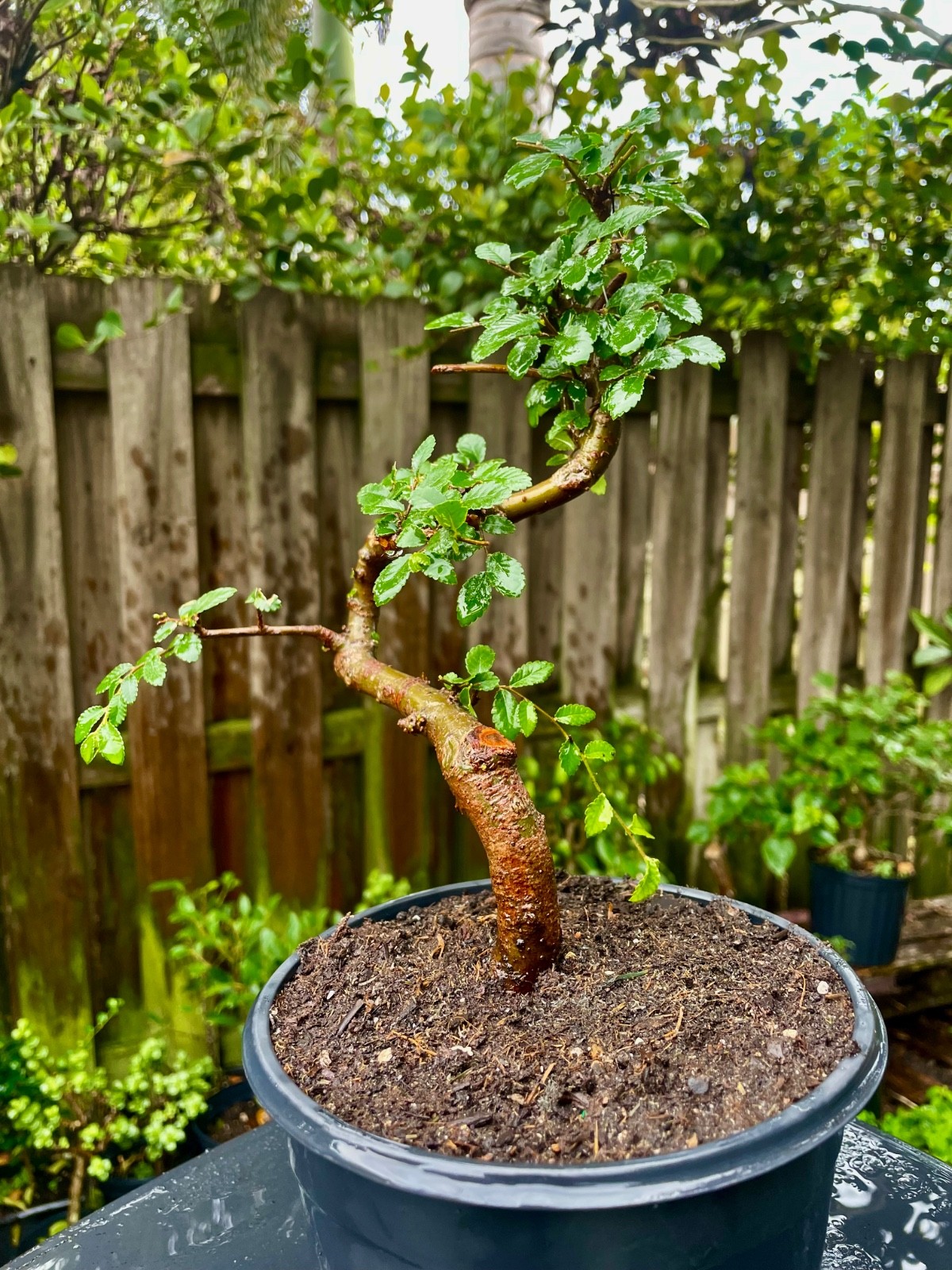CHINESE ELM Pre-Bonsai /Bonsai S Tree Cold Hardy / Tiny leaves 5 years old