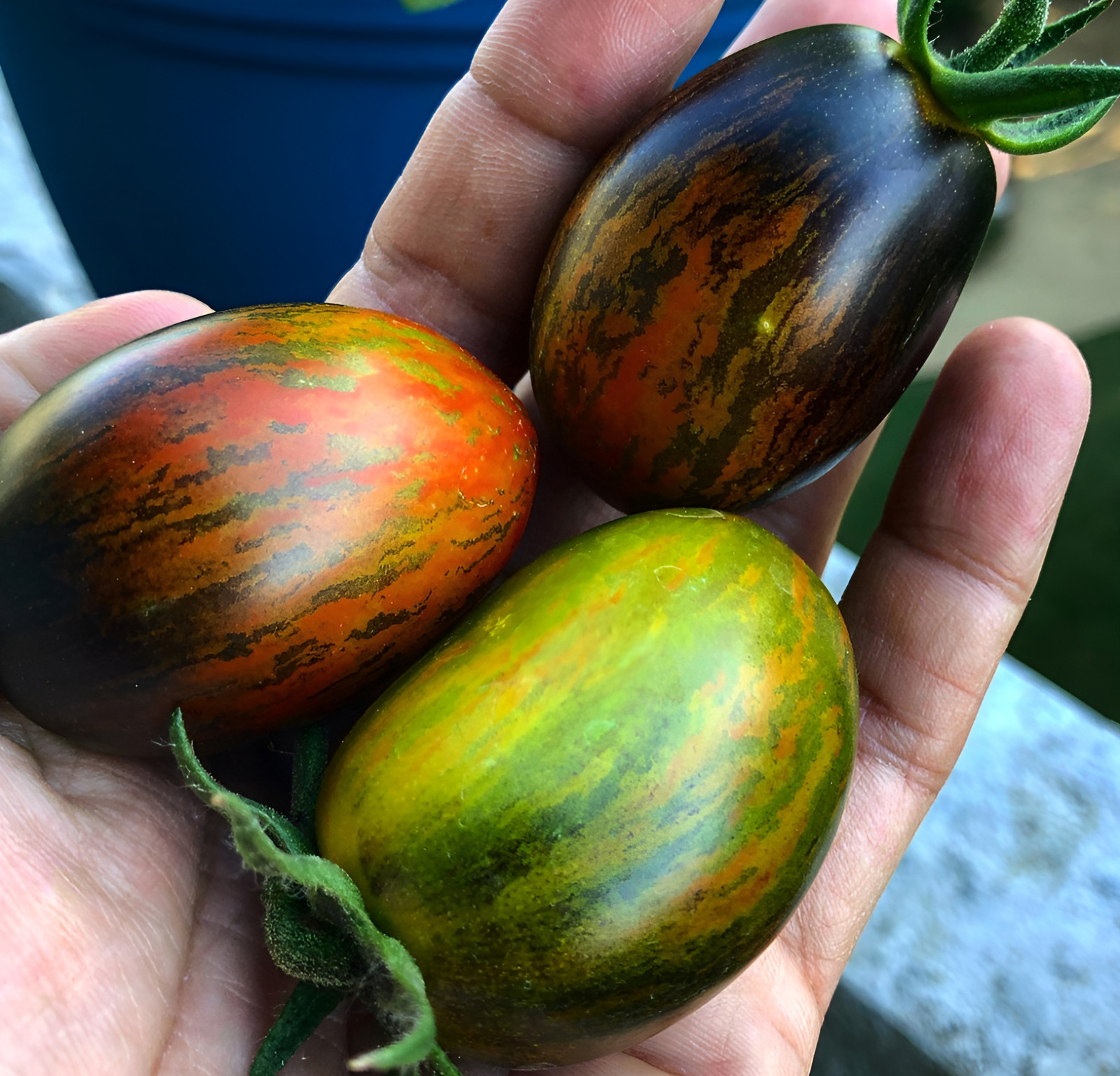100 Brad’s Atomic Grape Tomato Seeds – Unique Rare Sweet Heirloom Variety